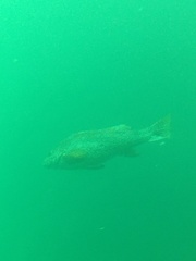 Aplodactylus arctidens