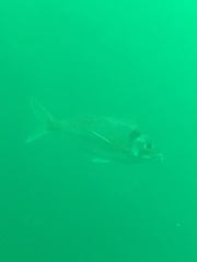 Nemadactylus macropterus