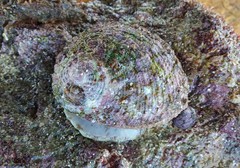 Haliotis cyclobates