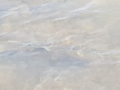 Tylosurus gavialoides