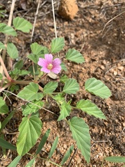 Monsonia senegalensis