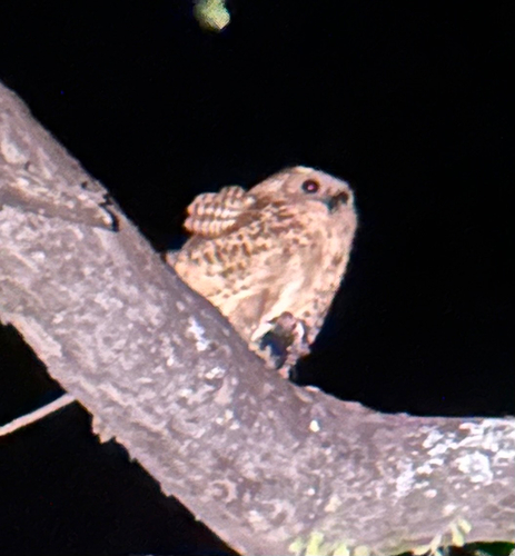 Pel's Fishing Owl (Scotopelia peli)