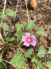 Monsonia senegalensis