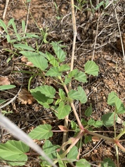 Monsonia senegalensis