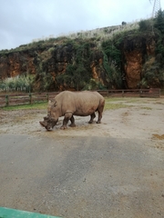 Rhinocerotidae