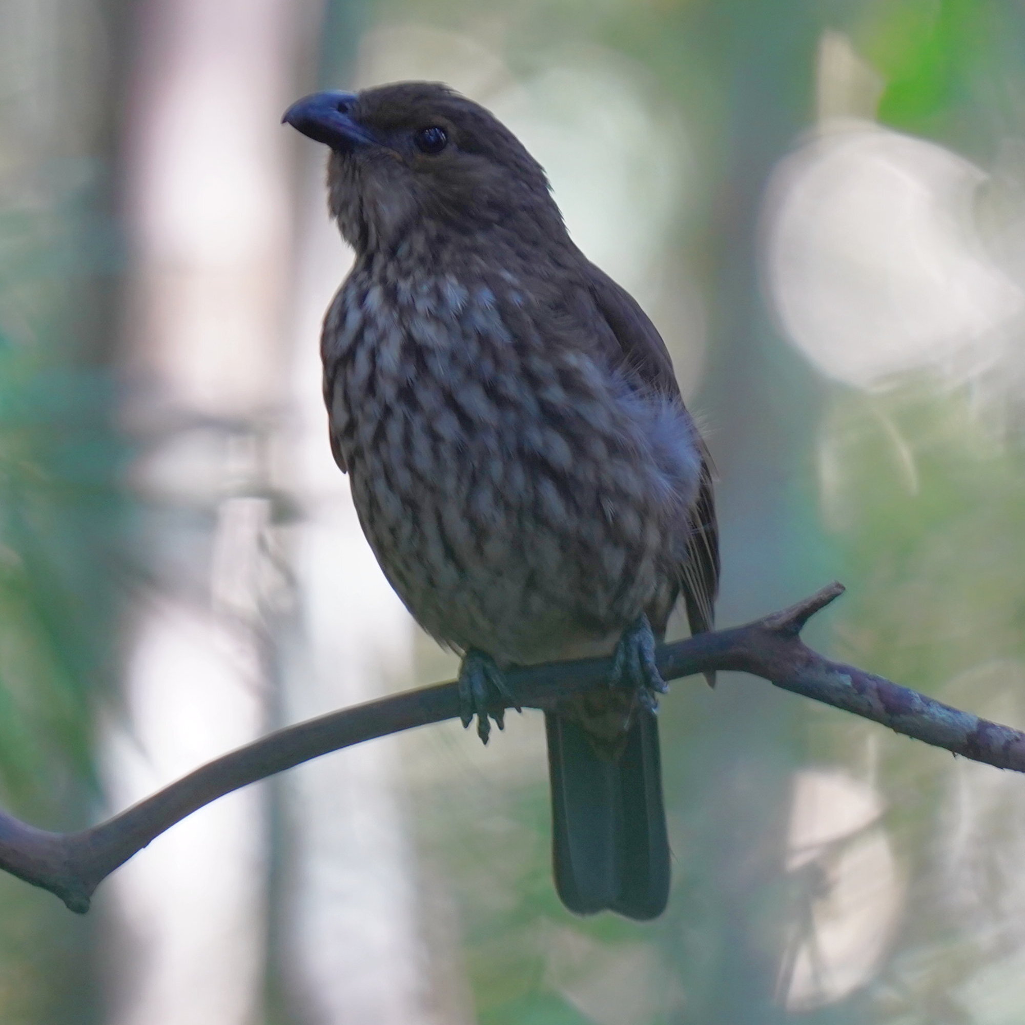 Tooth-billed Bowerbird (Scenopoeetes dentirostris), photo 10