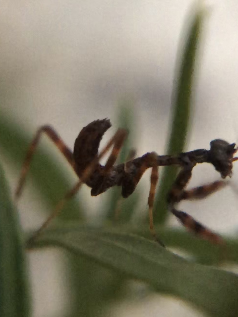Arizona Unicorn Mantis