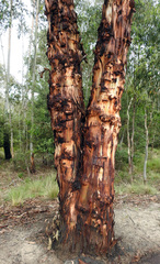 Eucalyptus rubida