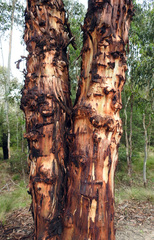 Eucalyptus rubida