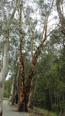 Eucalyptus rubida