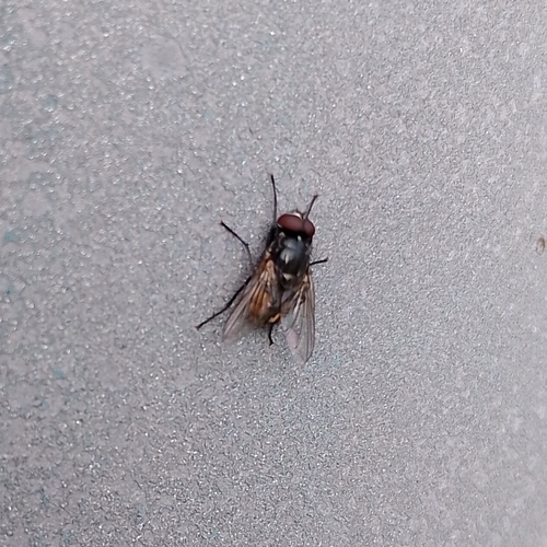 Face fly