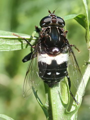 Helophilus cingulatus