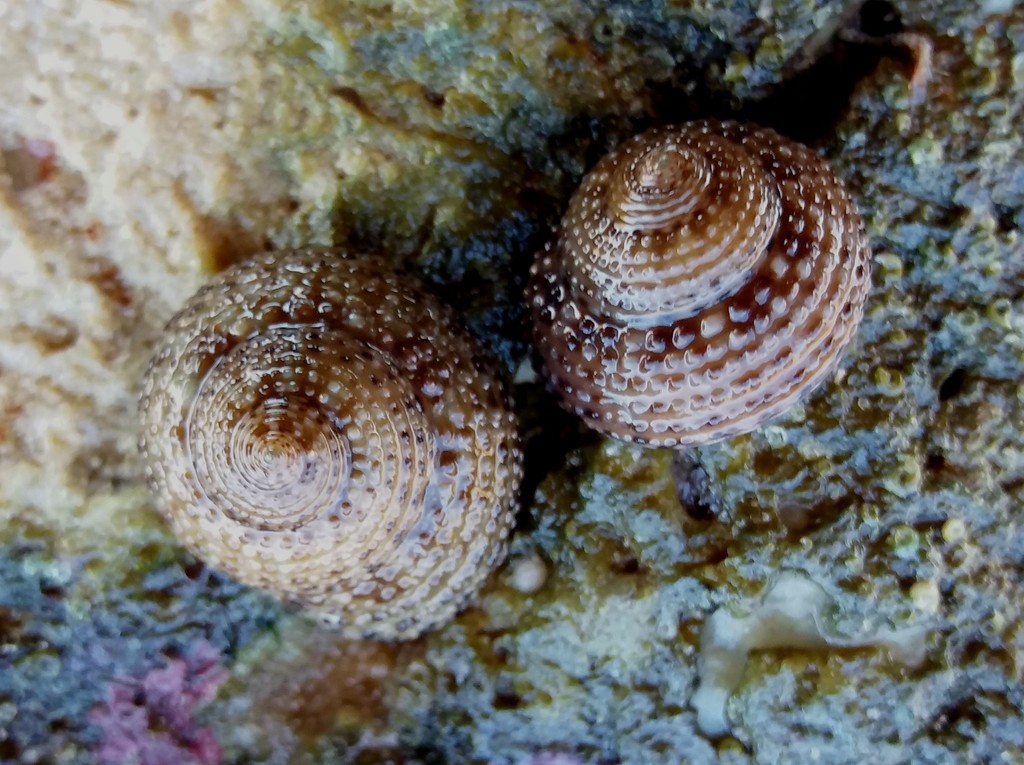 Clanculus maxillatus