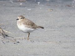 Charadrius montanus