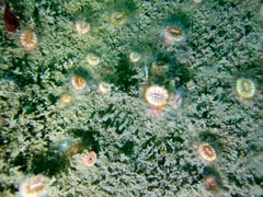 Caryophyllia smithii