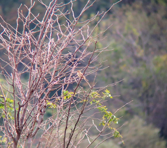 Emberiza rustica