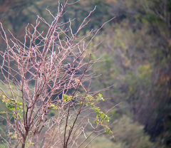 Emberiza rustica