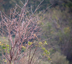 Emberiza rustica