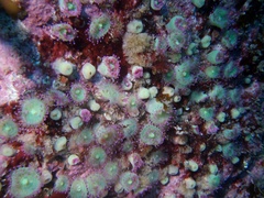 Corynactis viridis image