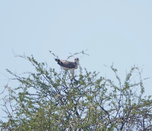 Martial Eagle
