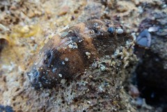 Cryptoplax striata