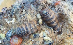 Cryptoplax striata