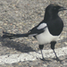 True Magpies - Photo (c) Yifei He 何一非, some rights reserved (CC BY)