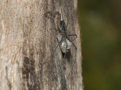 Tamopsis fickerti