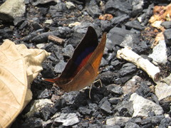 Marpesia furcula