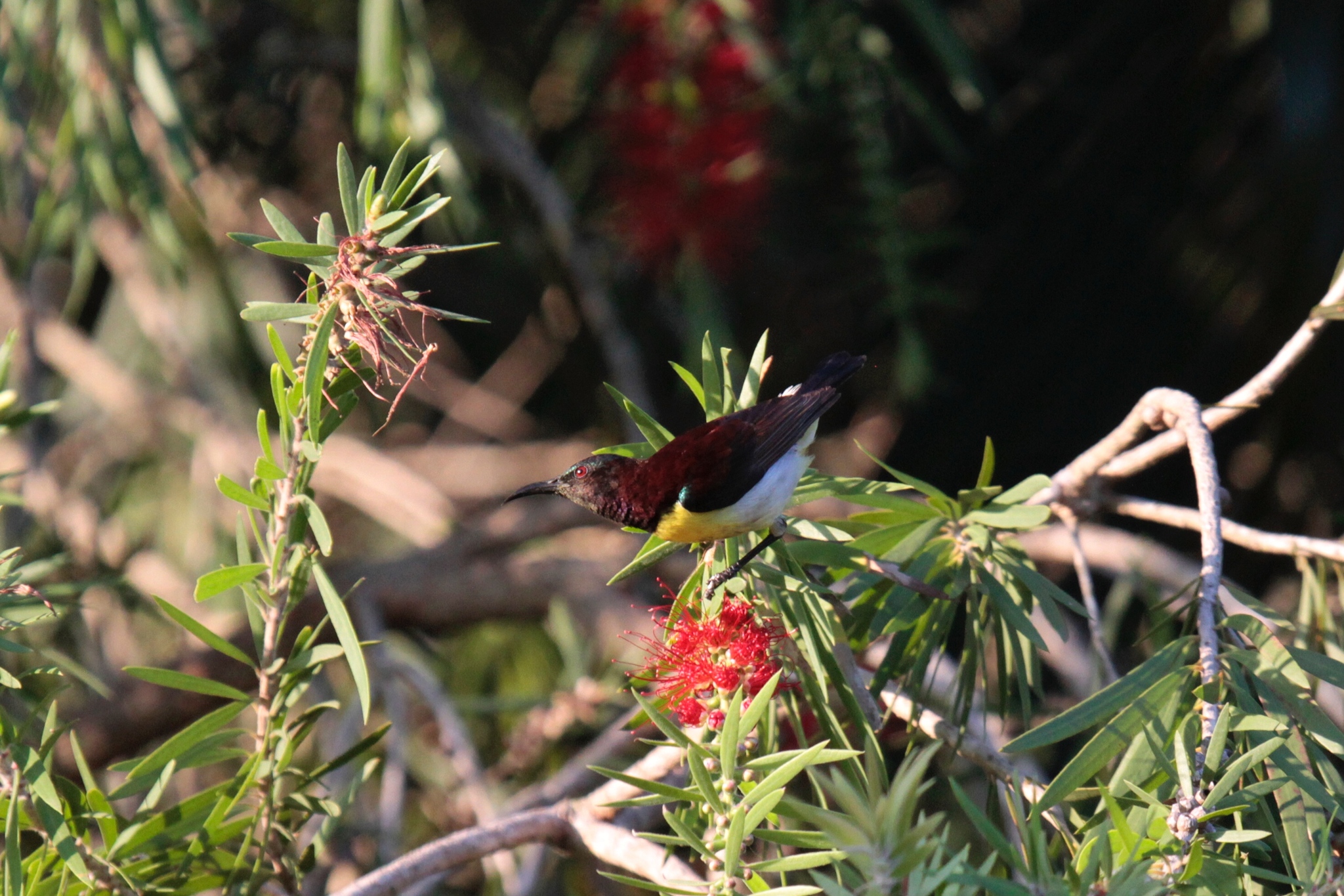 Purple-rumped Sunbird