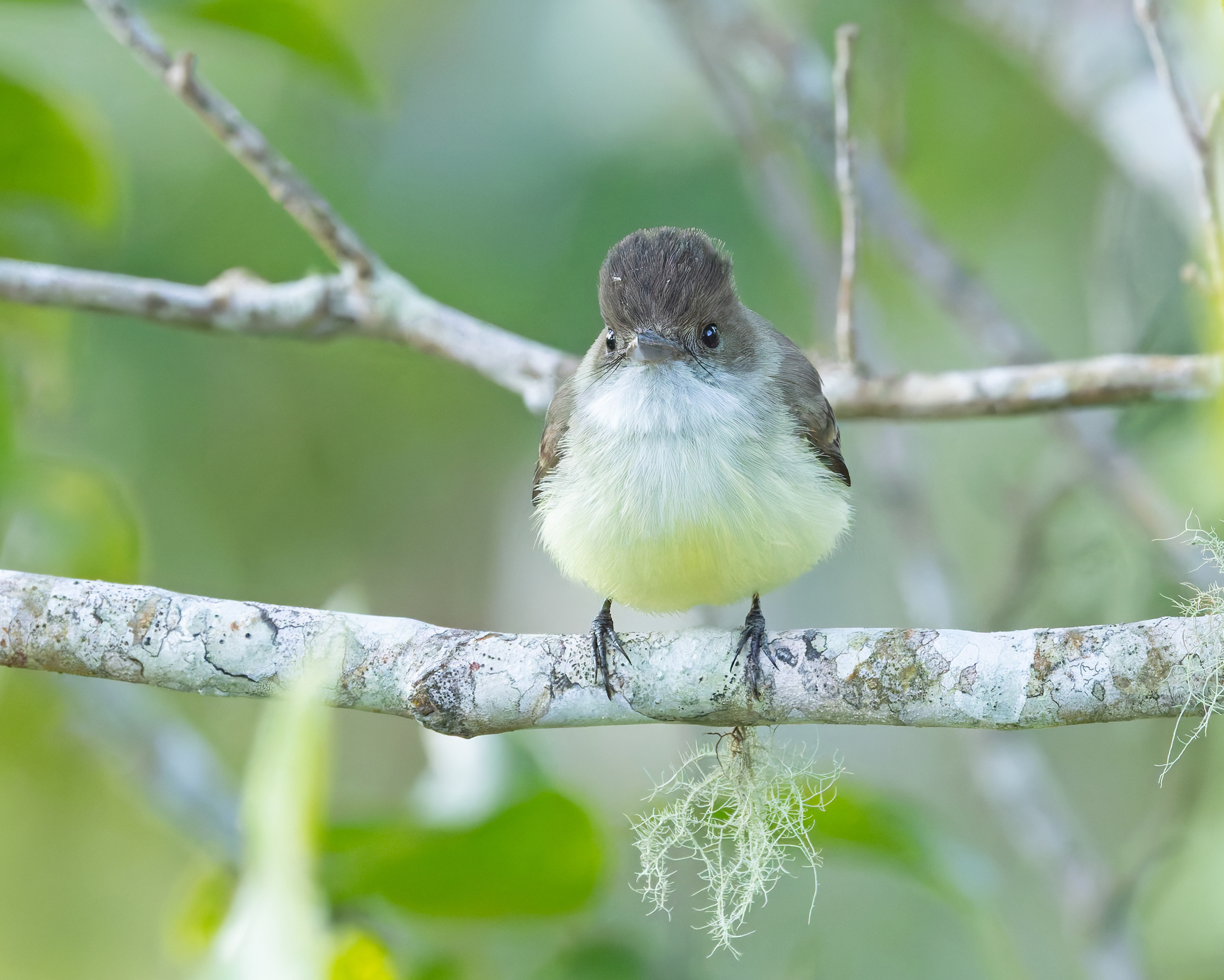 Sad Flycatcher (Myiarchus barbirostris), photo 8