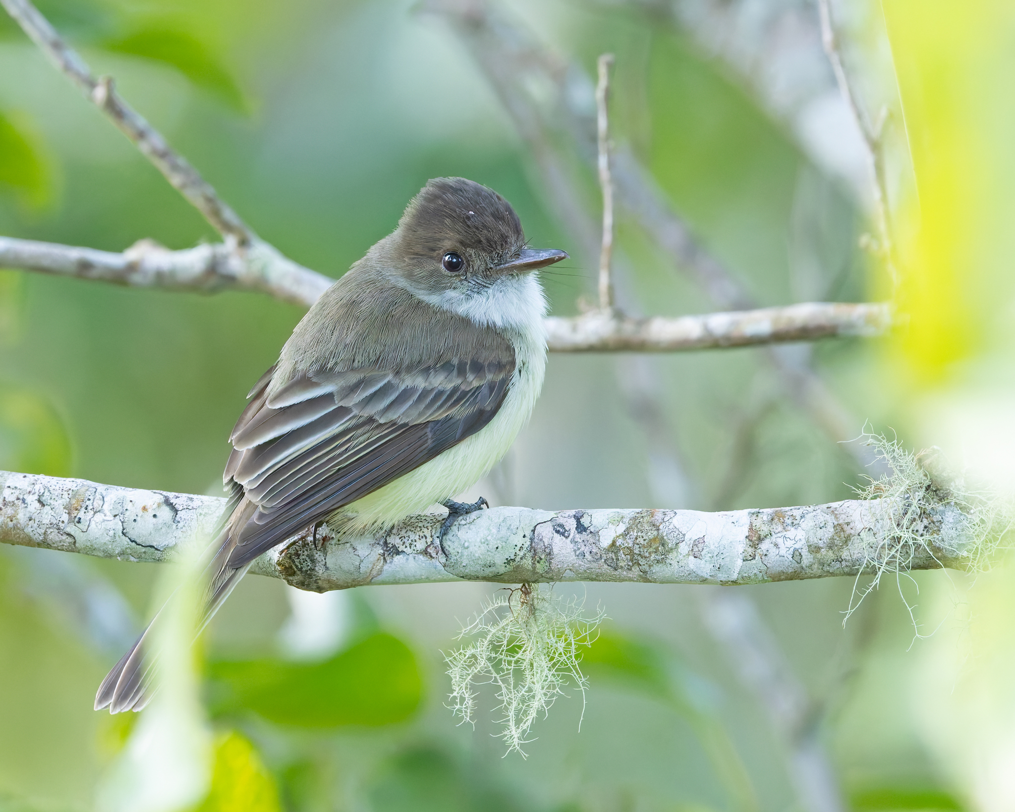 Sad Flycatcher (Myiarchus barbirostris), photo 7
