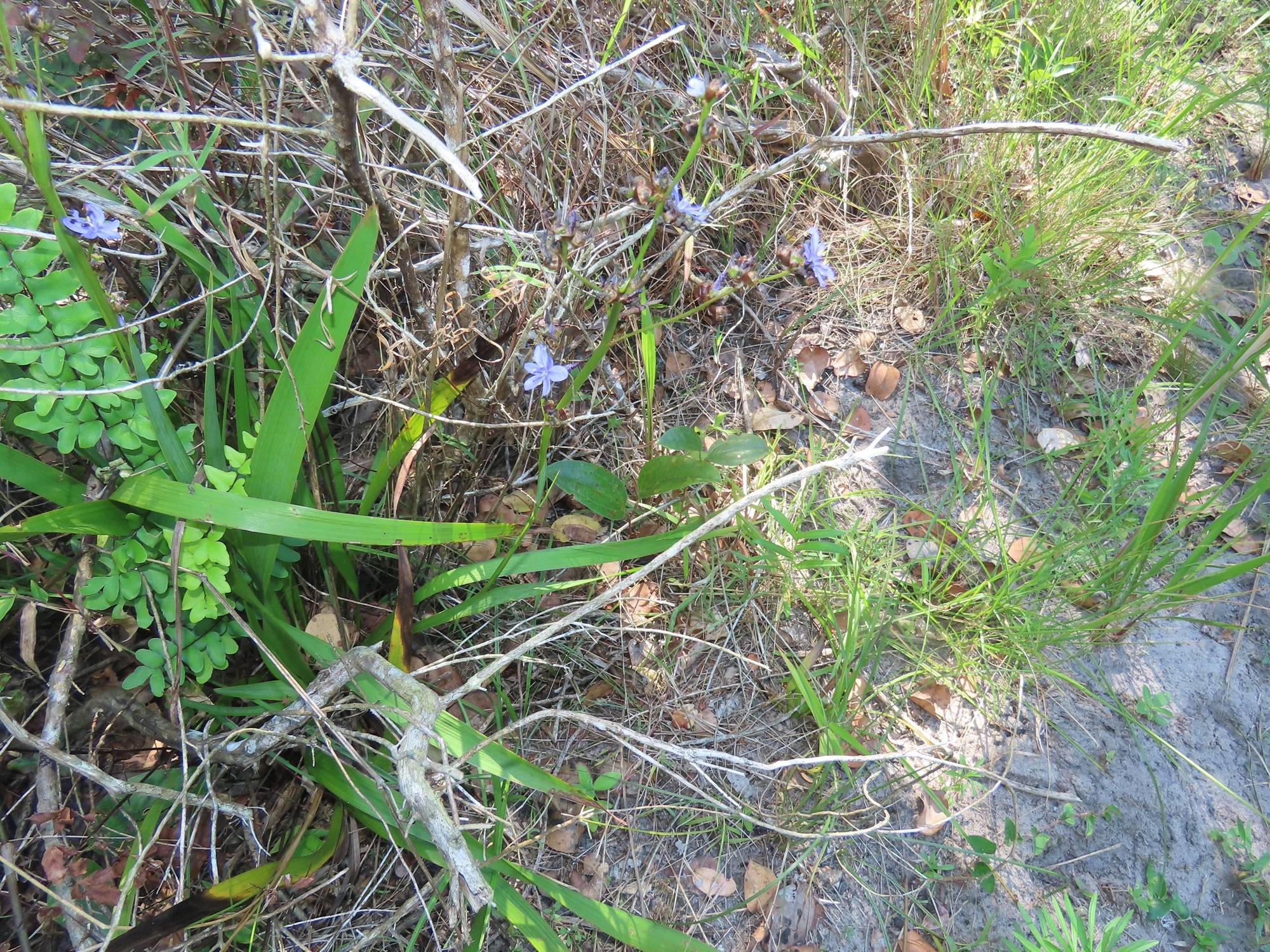 Aristea angolensis (Highveld Aristea)