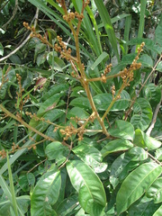 Thyrsodium spruceanum