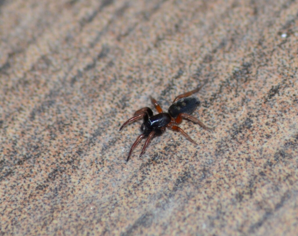 Phaeocedus braccatus