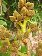 Thyrsodium spruceanum