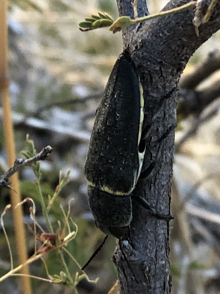 Hippomelas planicauda