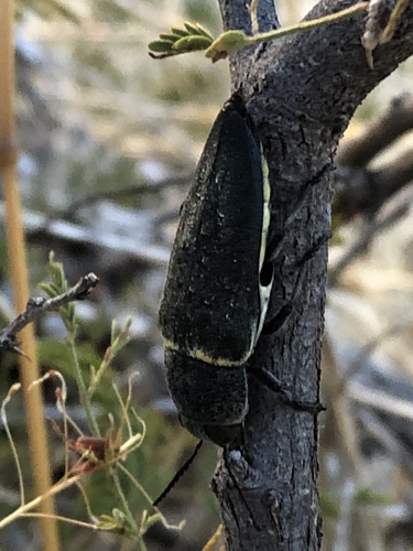 Hippomelas planicauda