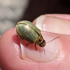 Paropsisterna bimaculata