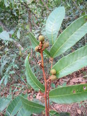 Thyrsodium spruceanum