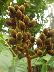 Thyrsodium spruceanum