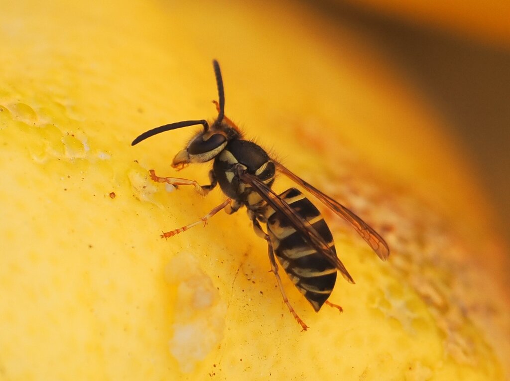 Common Asian Yellowjacket
