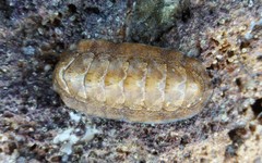 Ischnochiton cariosus