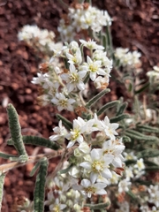 Commersonia craurophylla