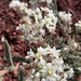 Commersonia craurophylla - Photo (c) Tim Hammer,  זכויות יוצרים חלקיות (CC BY), הועלה על ידי Tim Hammer
