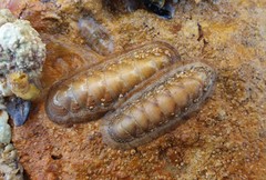 Ischnochiton cariosus