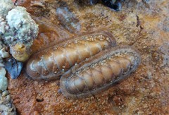 Ischnochiton cariosus