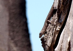 Cryptoblepharus pannosus