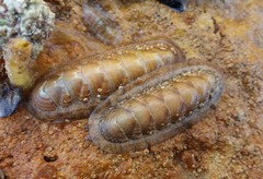 Ischnochiton cariosus