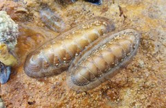 Ischnochiton cariosus